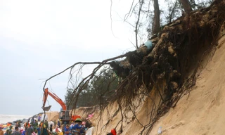 TT-Huế: Huy động hàng trăm người gia cố bờ biển bị sạt lở nặng