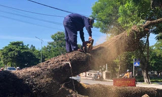 ‘Cụ' cây long não 100 tuổi trước gác Trịnh tại Huế bị cưa hạ