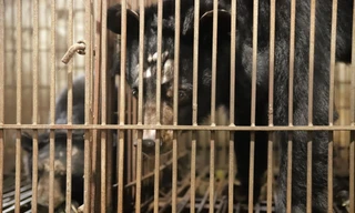 Cứu hộ 2 cá thể gấu ngựa từ Yên Bái đưa về Vườn Quốc gia Bạch Mã