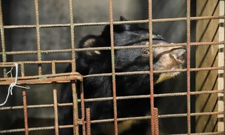 Cứu hộ cá thể gấu ngựa được nuôi nhốt gần 20 năm