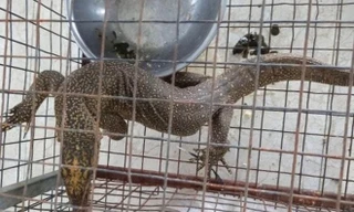 Cá thể kỳ đà vân quý hiếm do phụ bếp H. tàng trữ, mua bán trái phép