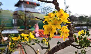 Mê mẩn với hoàng mai ‘độc lạ’, biểu tượng sắc xuân xứ Huế