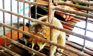 Bất ngờ về con vật có hình thù lạ đi lạc vào vườn dân tại Huế