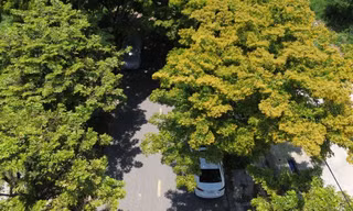 Xao xuyến sắc hoa sưa rực vàng đầu hạ ở xứ Huế