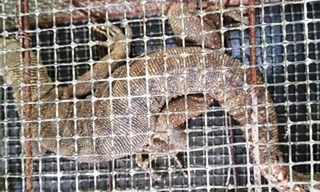 Cá thể kỳ đà hoa quý hiếm bất ngờ đi lạc vào nhà dân ở Huế