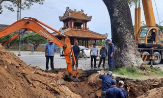 Huế cho di dời ‘cụ’ xà cừ hơn 100 tuổi vì lo cây đổ đè người đi đường