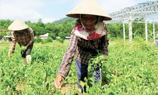 Phục hồi sinh kế sau dịch COVID-19 cho nữ nông dân tại các xã đặc biệt khó khăn của TT-Huế