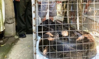 6 người hợp sức đưa trăn 'khủng' vào lồng, giao nộp cơ quan kiểm lâm