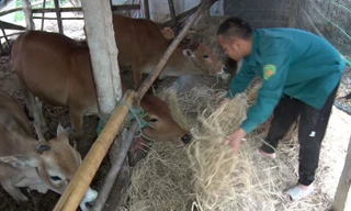 Cảnh báo không khí lạnh gây rét đậm, rét hại, mưa rất to tại TT-Huế