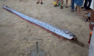 Phát hiện con cá màu bạc, hình thù lạ dài hơn 4 mét trôi dạt vào bờ biển ở Huế