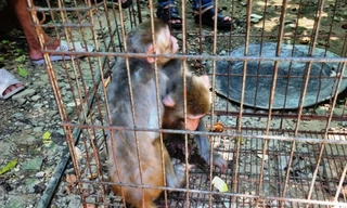 Vận động người dân giao nộp hai con khỉ quý hiếm