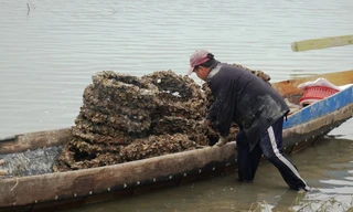 Hồi kết cho nghề nuôi hàu 'lạ lùng' bằng vỏ lốp cao su