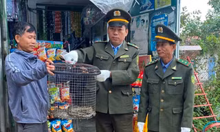 Phát hiện con vật quý hiếm bò vào vườn nhà ở Huế