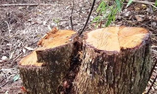 Nhóm 10 người vào rừng phòng hộ cưa hạ cây làm củi bán