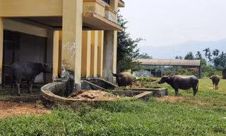 Dự án hơn 4.000 tỷ thành 'trang trại' trâu, bò
