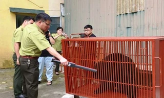 Cứu hộ, đưa 3 cá thể gấu ngựa trưởng thành từ Hà Nội về chăm sóc tại Vườn Quốc gia Bạch Mã