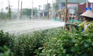 Nhà vườn xứ Huế tất bật vào vụ hoa Tết