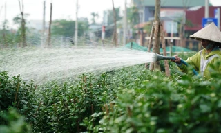 Nhà vườn xứ Huế tất bật vào vụ hoa Tết