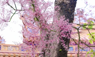 Mê mẩn với 'vương giả chi hoa' đua nhau khoe sắc giữa Hoàng cung Huế