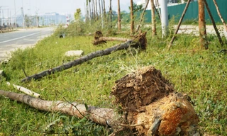 Cây xanh chết hàng loạt tại dự án đô thị xanh 'nghìn tỷ'