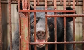 Cứu hộ thành công gấu ngựa mang tên Hải Phòng, chuyển về Huế chăm sóc