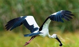 Gần 100 con cò nhạn quý hiếm bất ngờ xuất hiện tại Huế