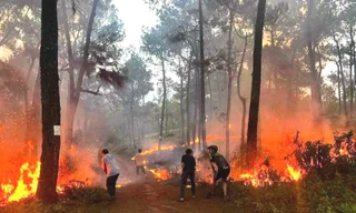 Đốt cháy rừng thông hàng chục năm tuổi, nam thanh niên thách gọi công an đến bắt