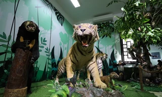 Có gì bên trong Bảo tàng Thiên nhiên Duyên hải miền Trung?