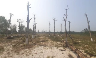 Yêu cầu tỉnh TT-Huế cung cấp thông tin dự án cây xanh cho Bộ Công an