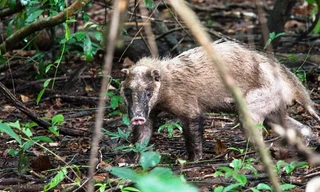 Nhiều loài động vật cực hiếm xuất hiện tại Vườn Quốc gia Bạch Mã