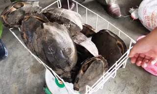 Phát hiện nhiều rùa hoang dã và động vật rừng trong khu bếp nhà hàng