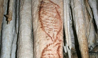 Những bức vẽ cổ xưa nhất của loài người