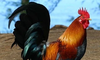 Gen ở gà có thể chống ung thư