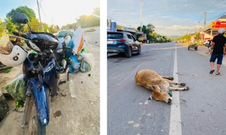 Va chạm với ô tô và bò khi lưu thông trên Quốc lộ 9, 3 phụ nữ thương vong