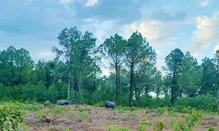 Xuất hiện đàn trâu hoang húc rượt người, phá hoại cây trồng