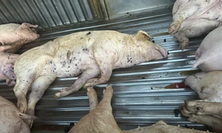 Lời khai của tài xế xe tải mua lợn chết đưa đến lò mổ tiêu thụ