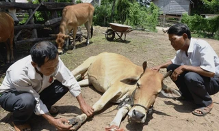 Lây lan dịch lở mồm long móng ở vùng núi Quảng Trị