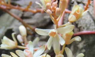 Ảnh: Lê Tuấn Anh