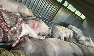 Phát hiện vụ vận chuyển lợn chết ở Quảng Trị