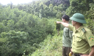 Xử lý hơn 5.000 ha đất rừng bị xâm lấn ở Quảng Trị