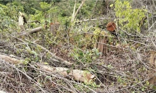 Phá rừng làm rẫy, một người ở Quảng Trị bị xử phạt 100 triệu đồng