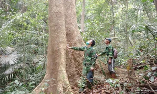 Bảo tồn loài gỗ trắc, giáng hương quý ở miền Tây Quảng Trị