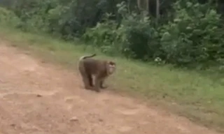 Bé gái 10 tuổi nhập viện cấp cứu vì bị khỉ tấn công