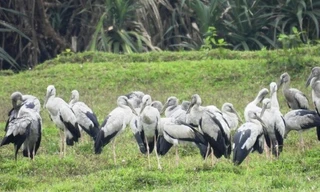 Đàn chim hoang dã quý hiếm nằm trong Sách đỏ ào về Quảng Trị