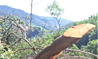 Người dân phá rừng tự nhiên phòng hộ ở Quảng Trị để làm rẫy