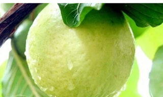 Cơ thể khỏe, làn da đẹp nhờ ổi