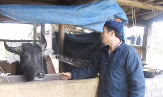 Ông Vàng Văn Lả bên con trâu được chăm chút kỹ lưỡng Ảnh: Phạm Anh