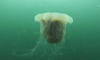 Sứa bờm sư tử - loài sứa khổng lồ, có nọc độc gây chết người