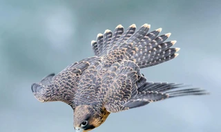 Loài chim sở hữu tốc độ 390 km/h, nhanh nhất hành tinh