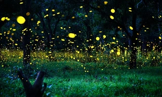 Khu rừng có hàng tỷ con đom đóm phát sáng